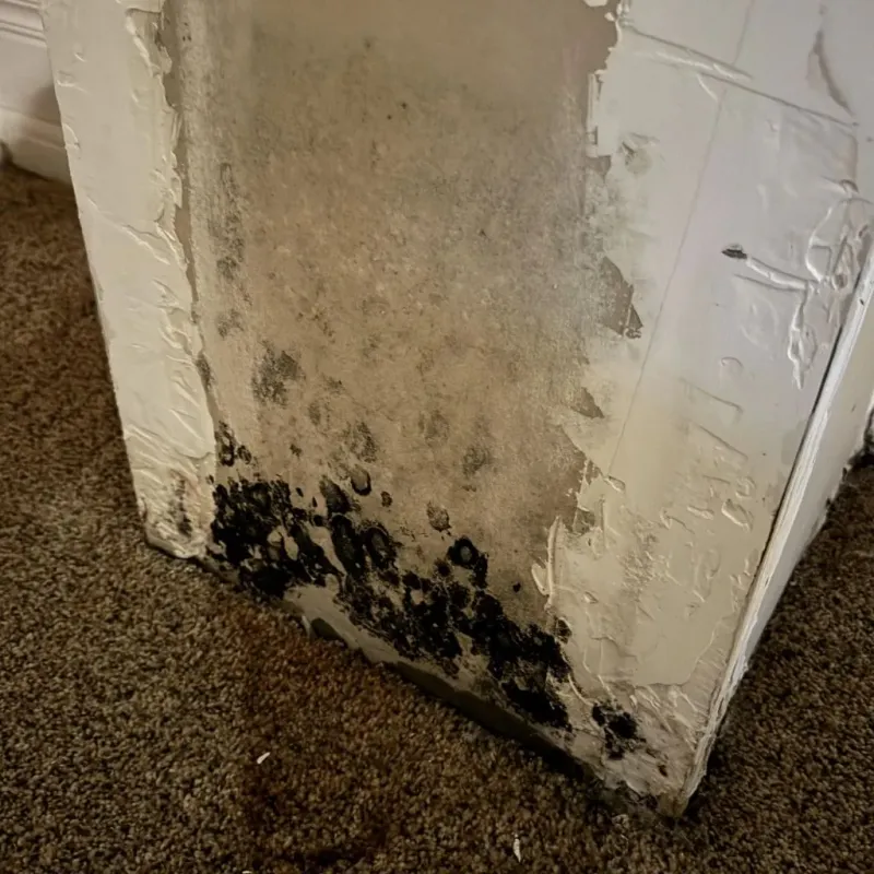 Professional Mold Removal in Jenks, OK